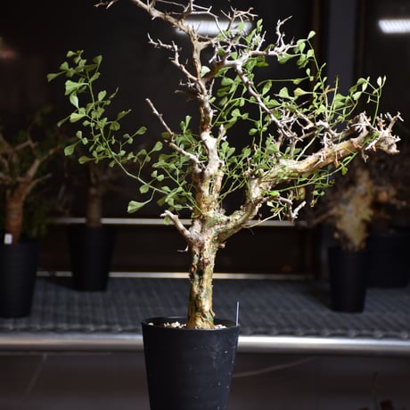 Commiphora campestris var. campestris コミフォラ カンペストリス 発根済現地株 B4