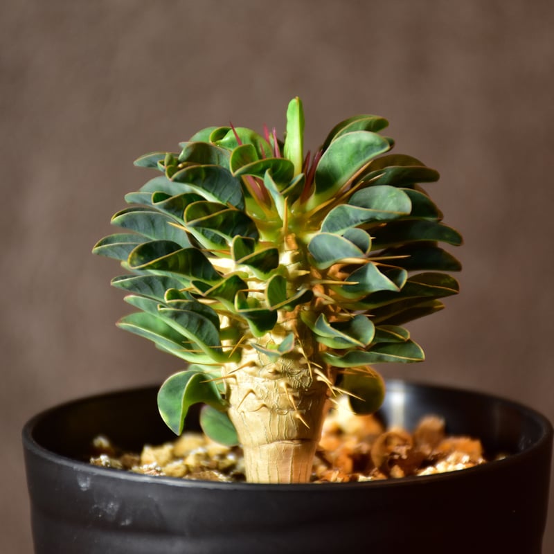 Euphorbia guillauminiana ユーフォルビア ギラウミニアナ 実生株 #2...