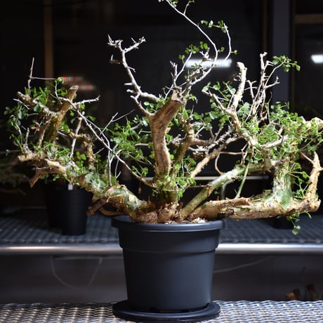Commiphora campestris var. campestris コミフォラ カンペストリス 発根済現地株 B9