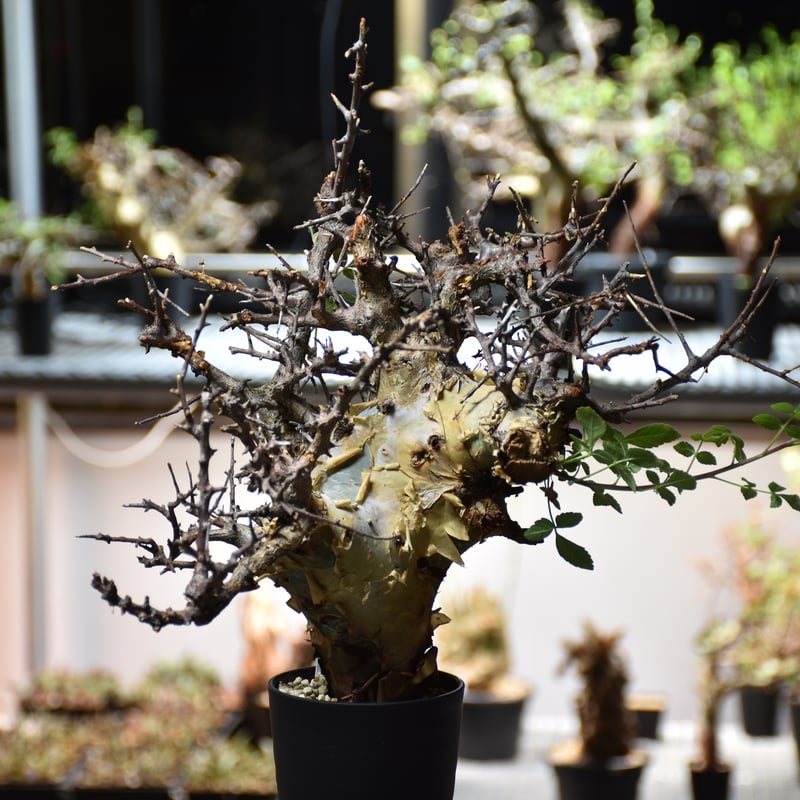 Commiphora kataf var.turkanensis コミフォラ カタフ ターカネ 