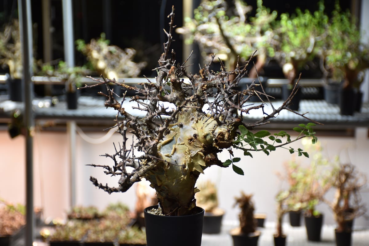 Commiphora kataf var.turkanensis コミフォラ カタフ ターカネ