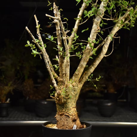 Commiphora humbertii コミフォラ フンベルティ 発根済現地株 I7 送料着払にて発送