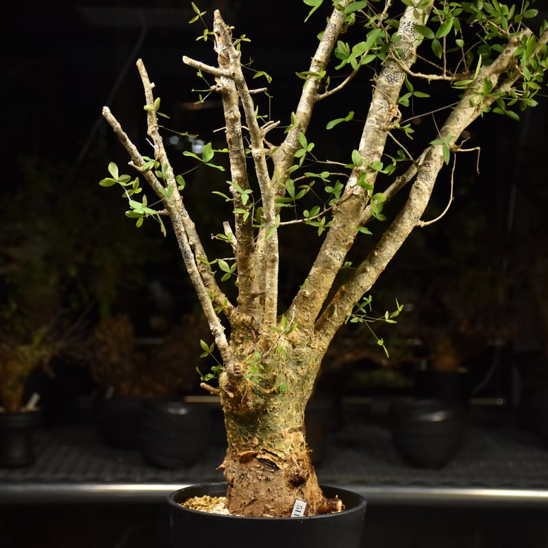 Commiphora humbertii コミフォラ フンベルティ 発根済現地株 I7 送料着