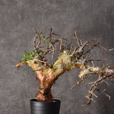 Commiphora cyclophira コミフォラ シクロフィラ 発根済現地株 #2