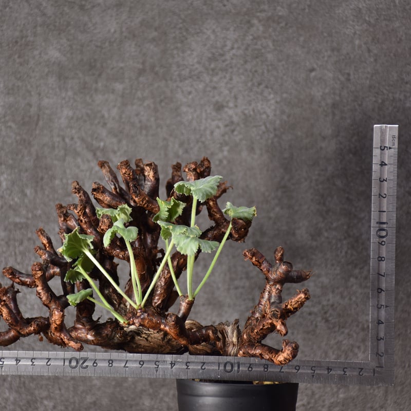 Pelargonium mirabile ペラルゴニウム ミラビレ 発根済現地株 #2