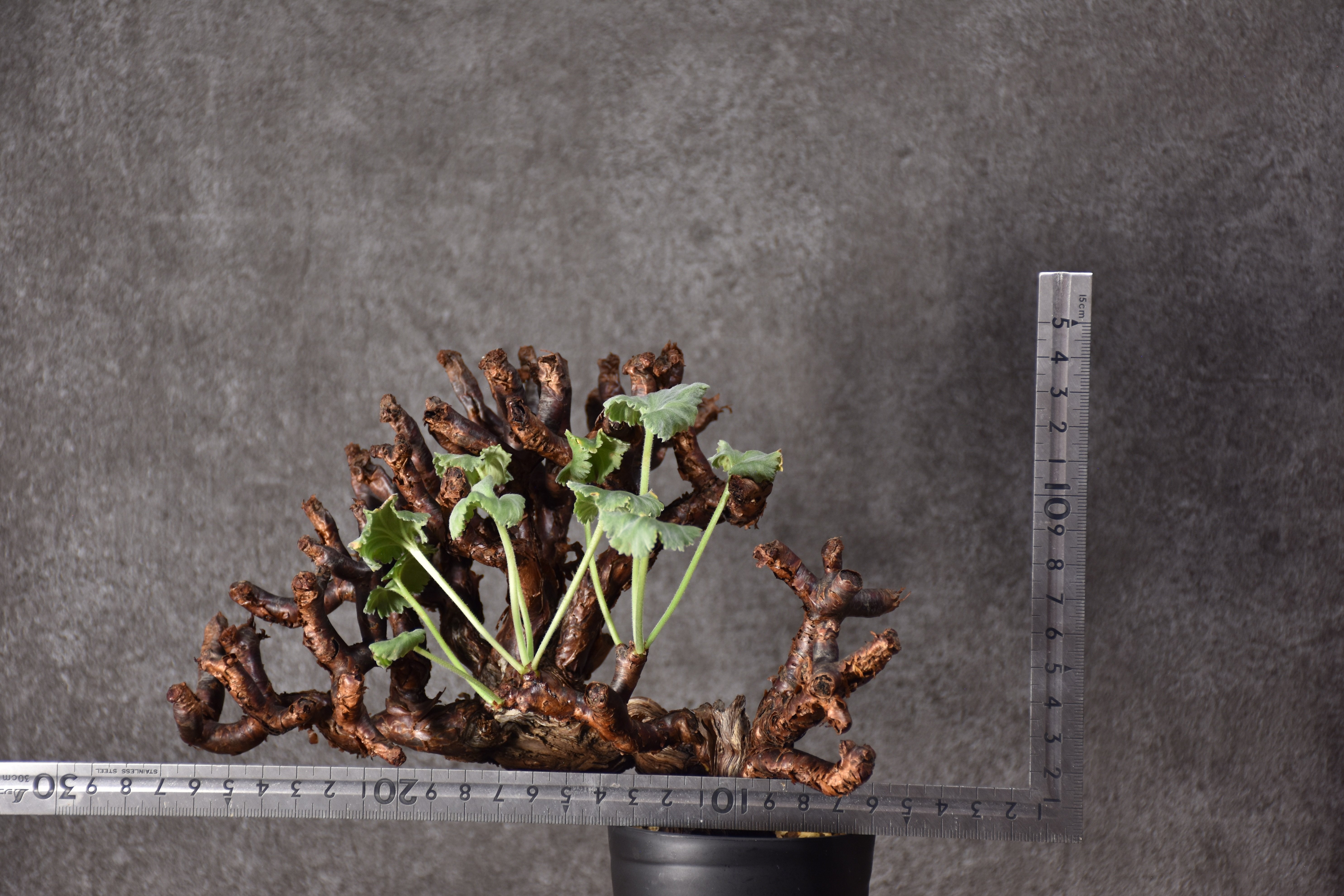 Pelargonium mirabile ペラルゴニウム ミラビレ 発根済現地株 #2 | B