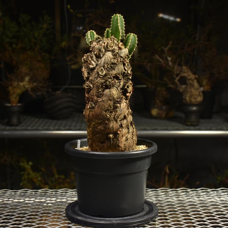 Euphorbia mlanjeana　ユーフォルビア ムランジーナ 発根済現地株 I45