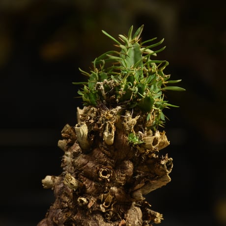 Euphorbia mlanjeana　ユーフォルビア ムランジーナ 発根済現地株 I48