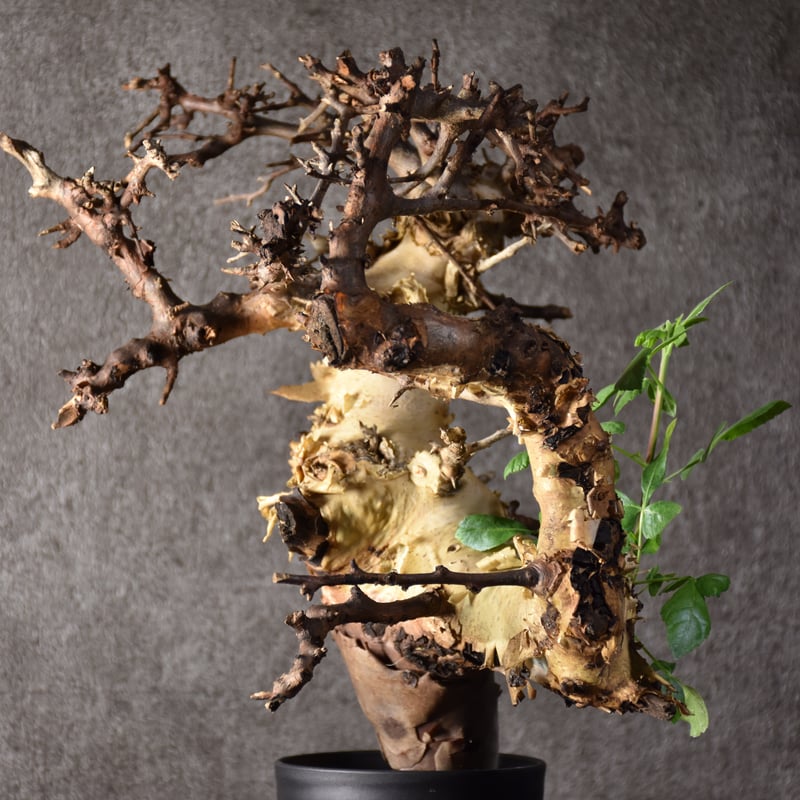 Commiphora kataf var.turkanensis コミフォラ カタフ ターカネ