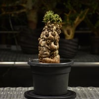 Euphorbia mlanjeana ユーフォルビア ムランジーナ 発根済現地株 I33 |