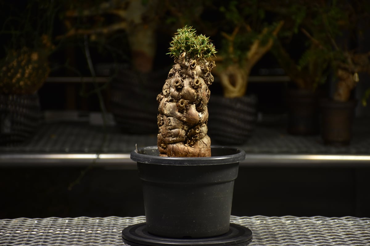 Euphorbia mlanjeana ユーフォルビア ムランジーナ 発根済現地株
