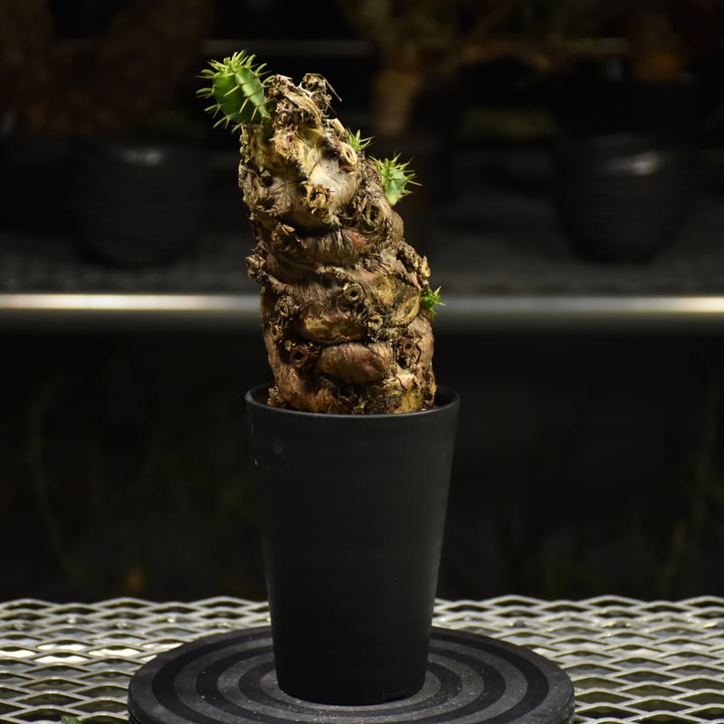 Euphorbia mlanjeana ユーフォルビア ムランジーナ 発根済現地株 I37 |