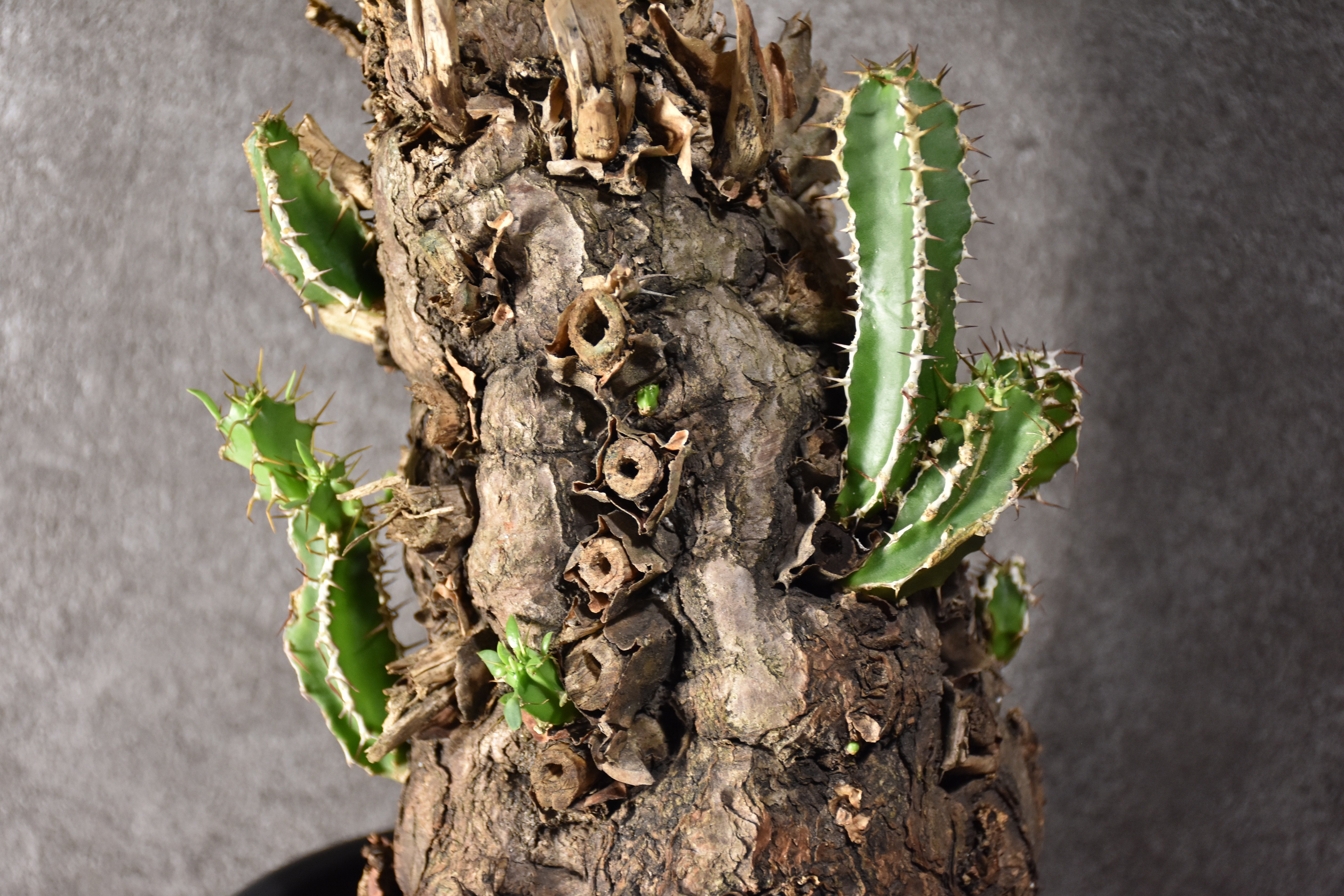 Euphorbia mlanjeana ユーフォルビア ムランジーナ 発根済現地株 #5 |