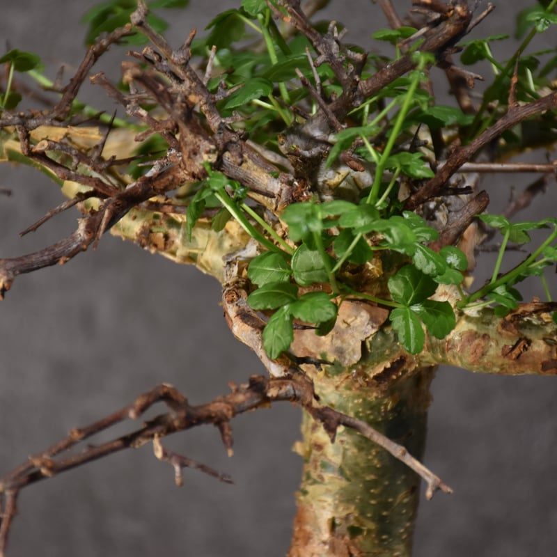 【最終値下げ】コミフォラ・シクロフィラ（現地株、ベアルート） Commiphora Cyclophylla コミフォラ シクロフィラ 発根済現地株 A1 |