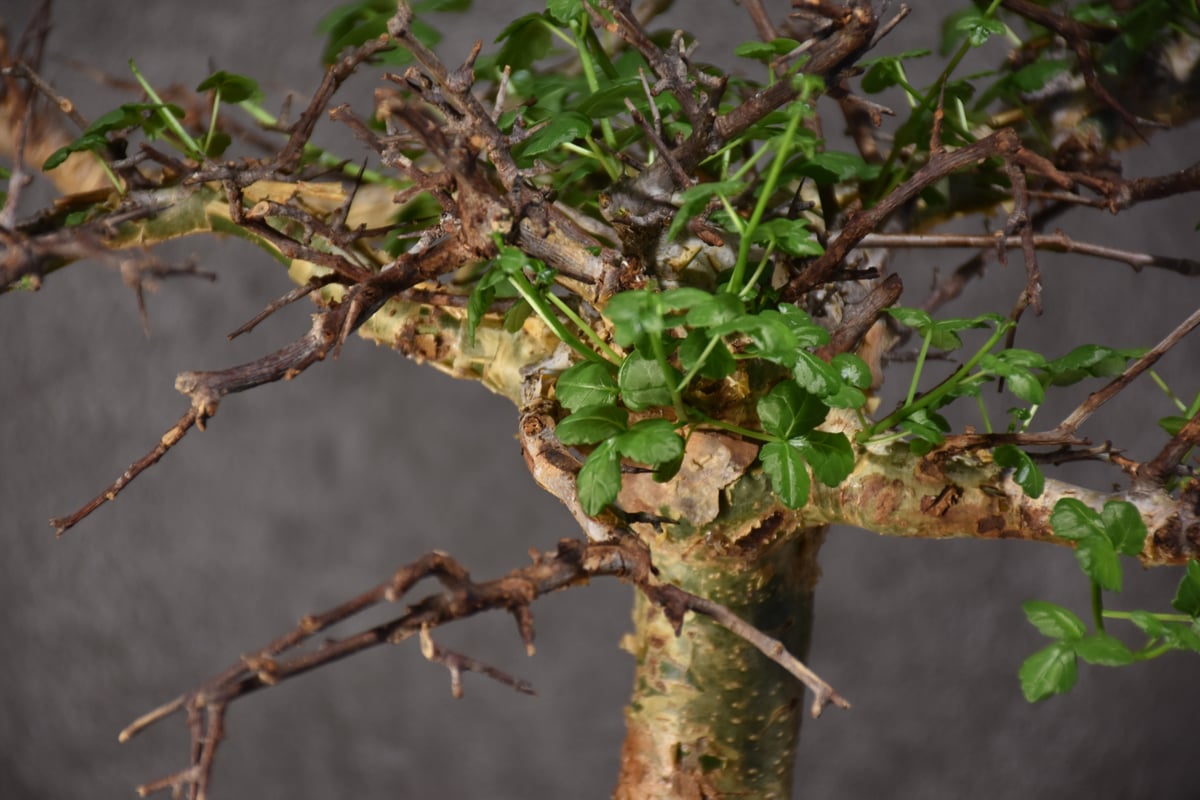 Commiphora cyclophira コミフォラ シクロフィラ 発根済現地株 #3 |