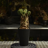 コミフォラ ホルトジアナ Commiphora holtziana コミフォラ ホルトジアナ 発根済現地株 #6 | B