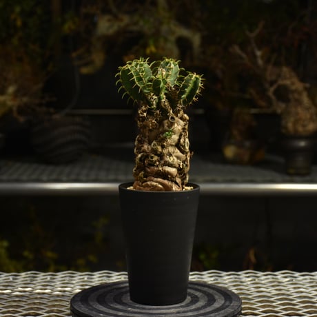 CATEGORY Euphorbia | BONDEX