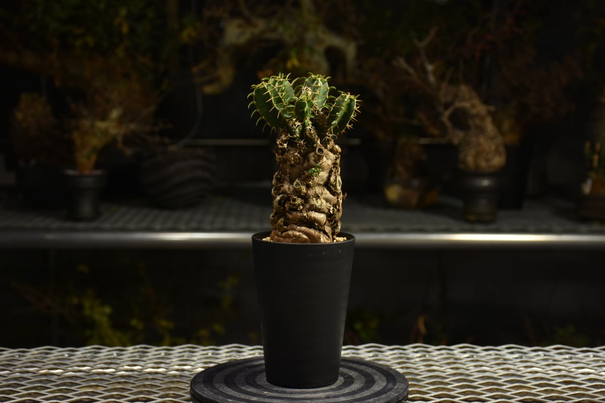 ユーフォルビア　ムランジーナ　neighborhood Euphorbia mlanjeana ユーフォルビア ムランジーナ 発根済現地株 I41 |