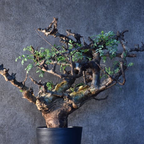 Commiphora pinnate leaves　コミフォラ ピンネイトリーブス　発根済現地株　#1