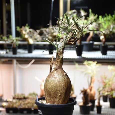 Adenium Somalense アデニウム ソマレンセ 発根済現地株 #4