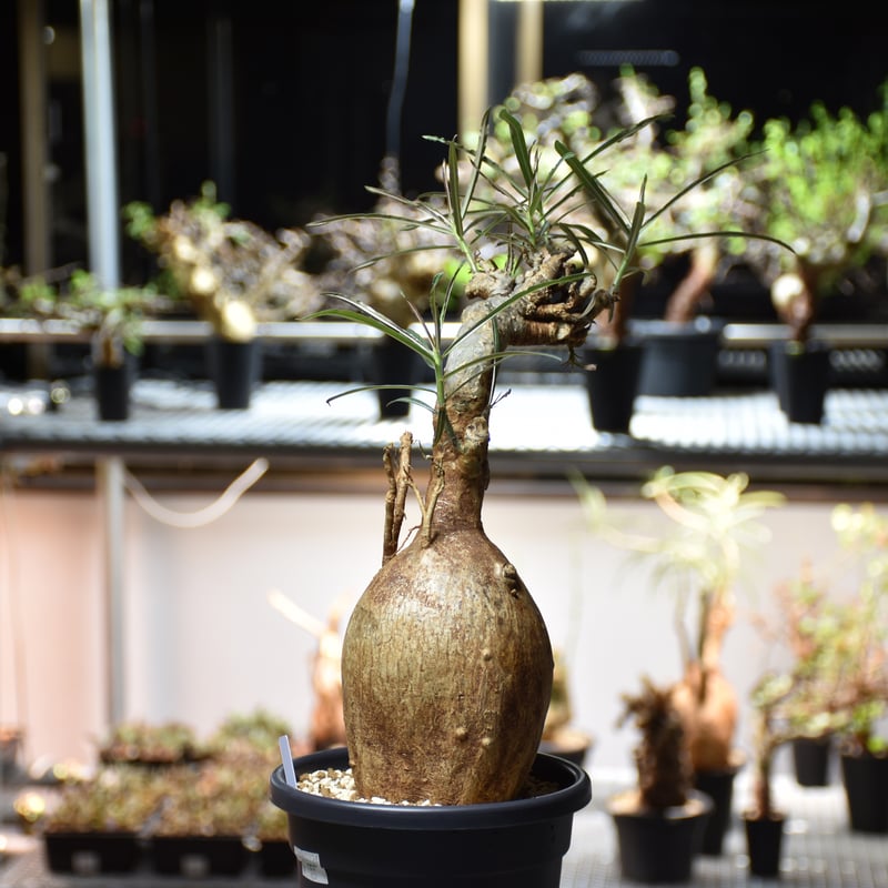 Adenium Somalense アデニウム ソマレンセ 発根済現地株 #4 | BONDEX