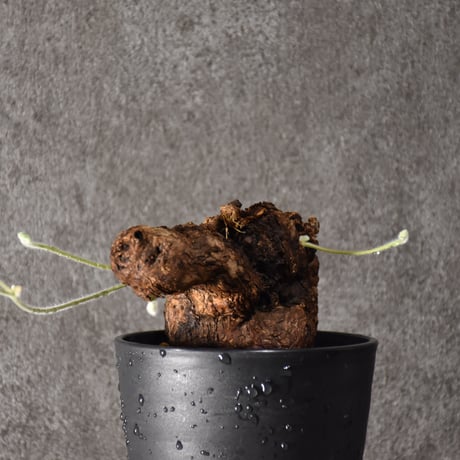 CATEGORY Pelargonium | BONDEX
