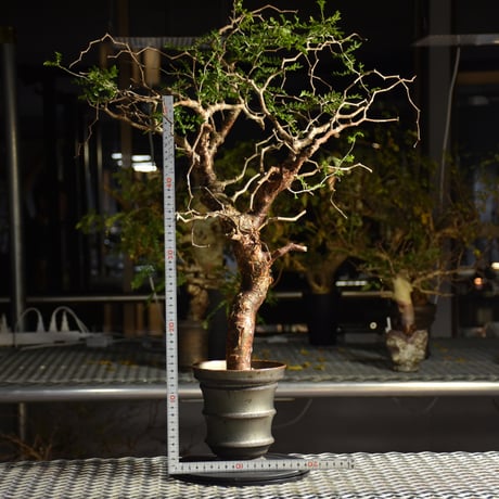 Commiphora monstruosa コミフォラ モンストローサ 発根済現地株 1