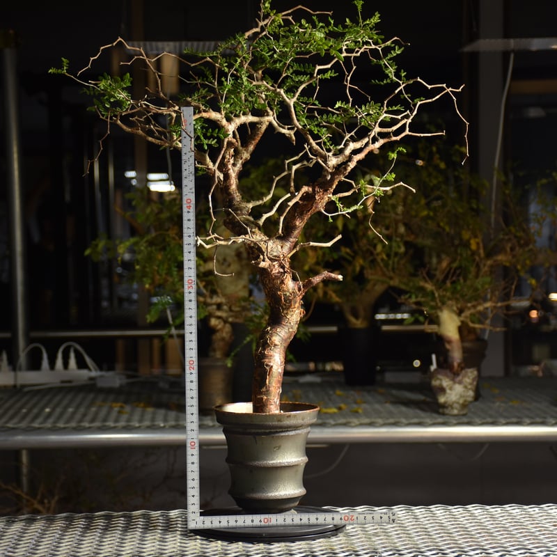 Commiphora monstruosa コミフォラ モンストローサ 発根済現地株 1 |