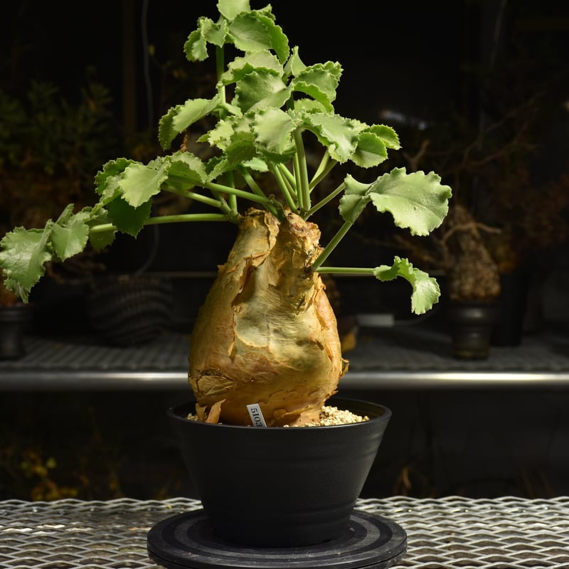 Cyphostemma uter var. macropus キフォステンマ ウター マクロプ