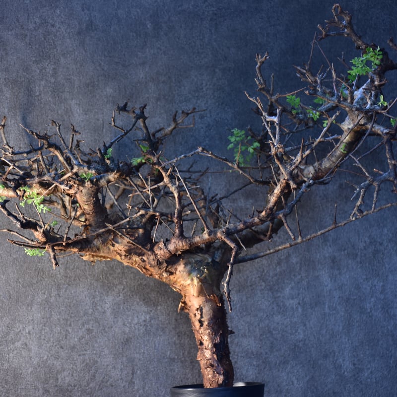 も*ち様 PL03 コミフォラ ピンネイトリーブス 希少 現地株 下処理済み Commiphora pinnate leaves コミフォラ ピンネイトリーブス 発根