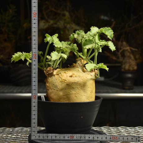 Cyphostemma uter var. macropus　キフォステンマ ウター マクロプス 発根済現地株 I25