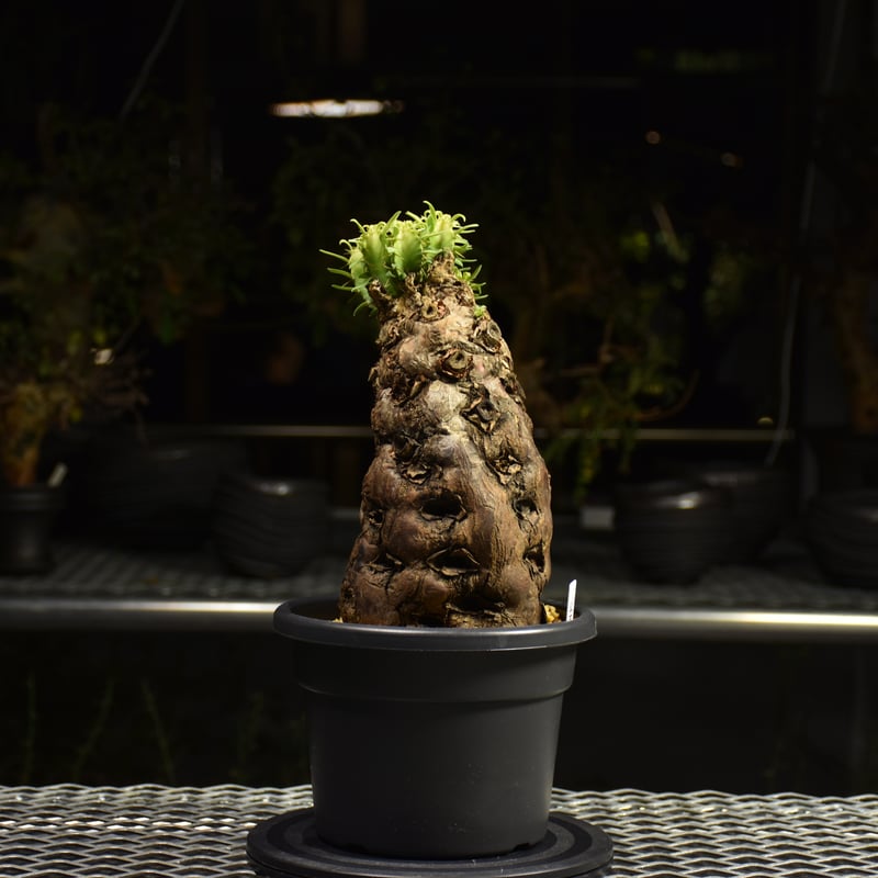 Euphorbia mlanjeana ユーフォルビア ムランジーナ 発根済現地株