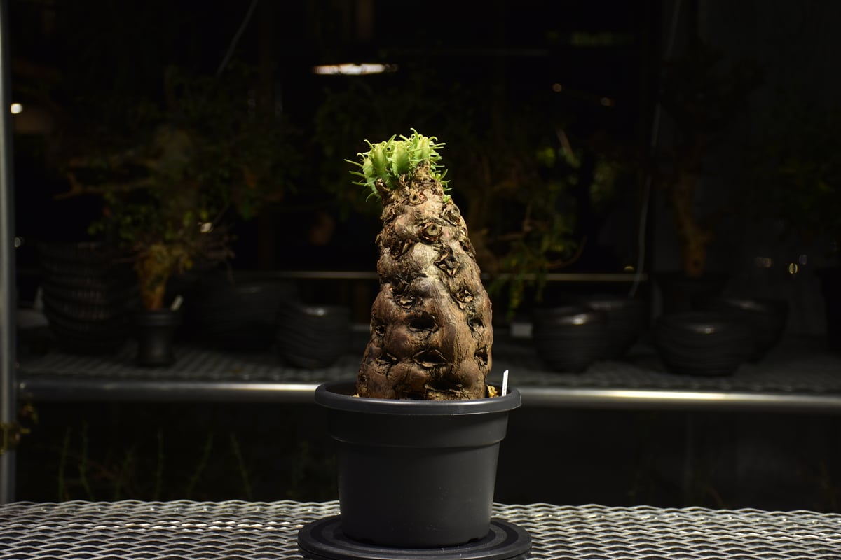 Euphorbia mlanjeana ユーフォルビア ムランジーナ 発根済現地株