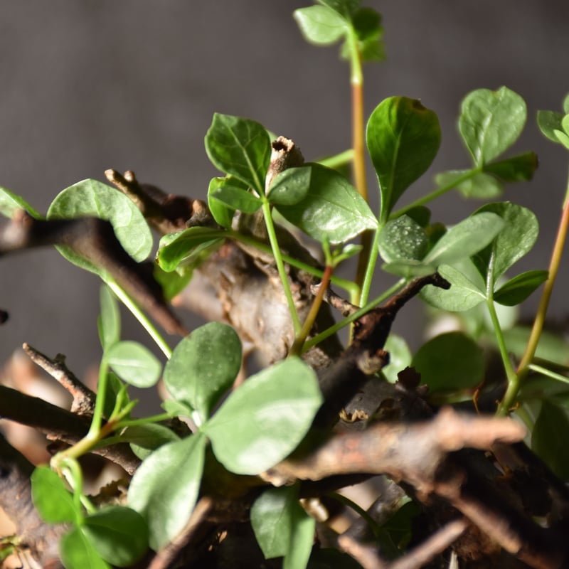 Commiphora kataf pure コミフォラ ピュアカタフ 発根済現地株 3 Commiphora kataf pure コミフォラ ピュアカタフ 発根済現地株 3