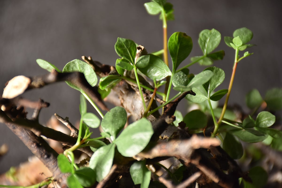 Commiphora kataf pure コミフォラ ピュアカタフ 発根済現地株 3 Commiphora kataf pure コミフォラ ピュアカタフ 発根済現地株 3