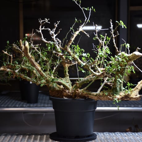 Commiphora campestris var. campestris コミフォラ カンペストリス 発根済現地株 B9