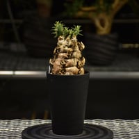 Euphorbia mlanjeana ユーフォルビア ムランジーナ 発根済現地株 I44 |