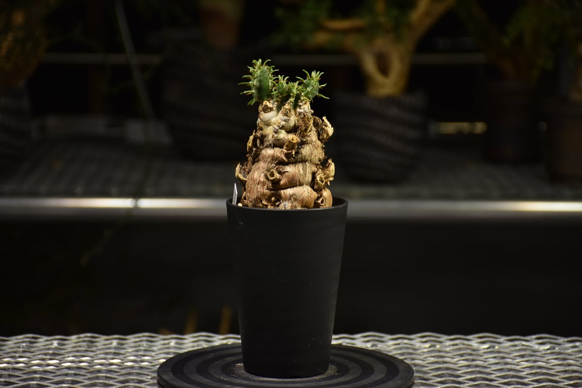 みなと様 ムランジーナ 発根済み ユーフォルビア ムランジーナ 【発根