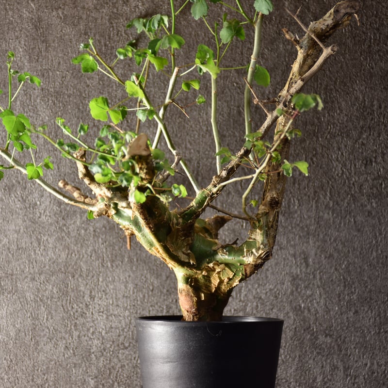 Commiphora campestris var. campestris コミフォラ カンペ