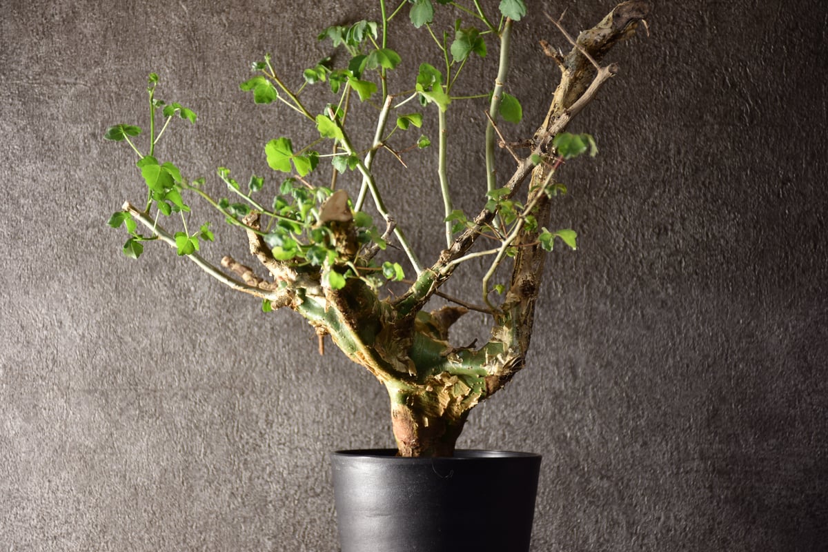 n*o様 特大 コミフォラ カンペストリス Commiphora Campest Commiphora campestris コミフォラ カンペストリス 発根済現地株