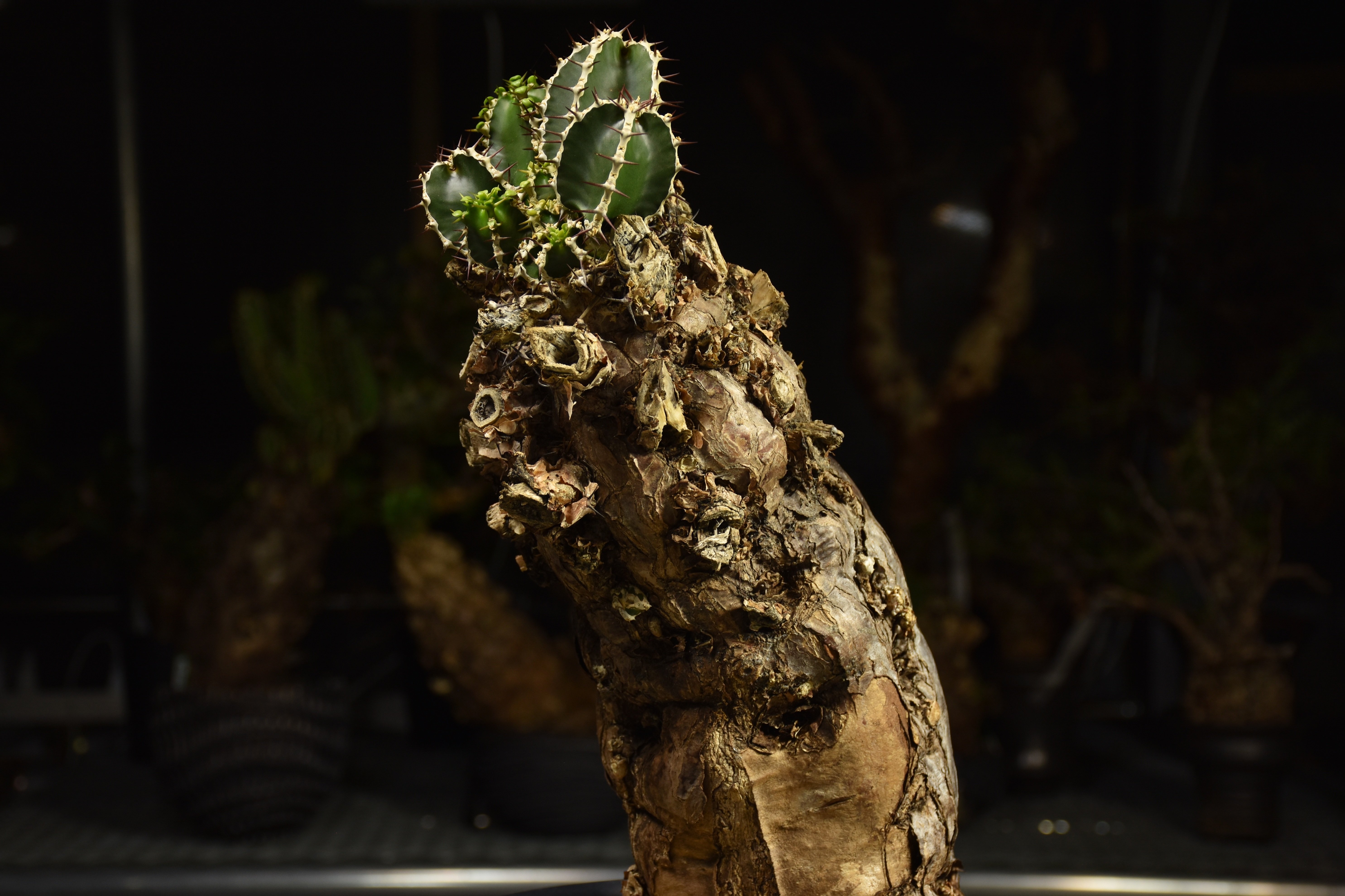 Euphorbia mlanjeana ユーフォルビア ムランジーナ 発根済現地株 I84 |