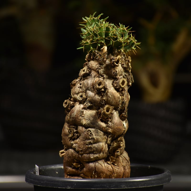 Euphorbia mlanjeana ユーフォルビア ムランジーナ 発根済現地株