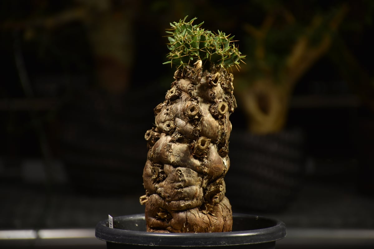 Euphorbia mlanjeana ユーフォルビア ムランジーナ 発根済現地株 E61 |