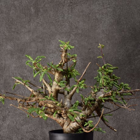 ボスウェリア　ブラータ ボスウェリア属24種類の特徴まとめ (更新中) | numa plants