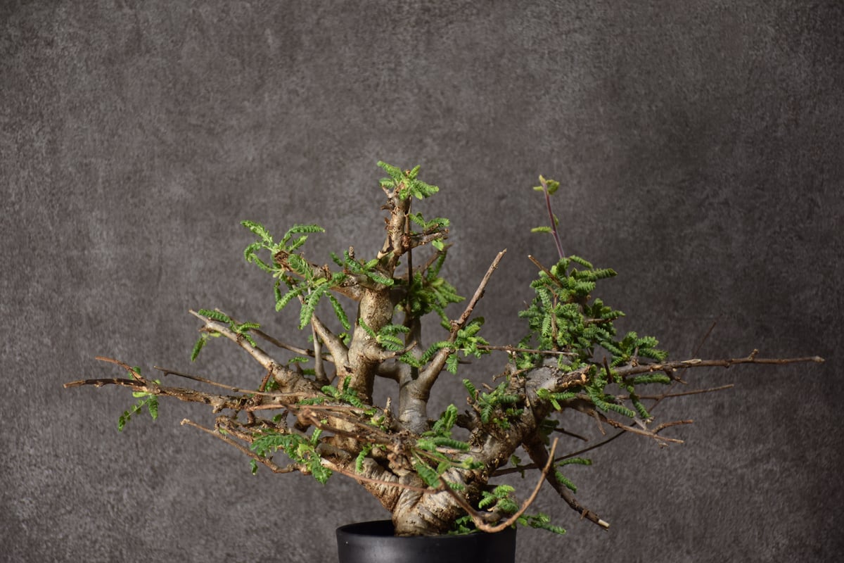 Boswellia neglecta ボスウェリア ネグレクタ 発根済現地株 #10 Boswellia neglecta ボスウェリア ネグレクタ 発根済現地株 #10