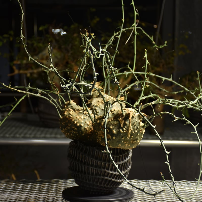 Adenia grobosa アデニア グロボーサ 発根済現地株 D31 | BONDEX