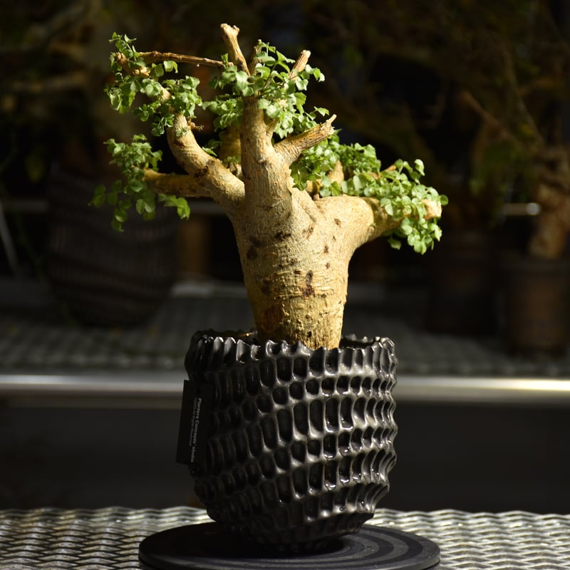 Commiphora saxicola コミフォラ サクシコラ 発根済現地株 C10