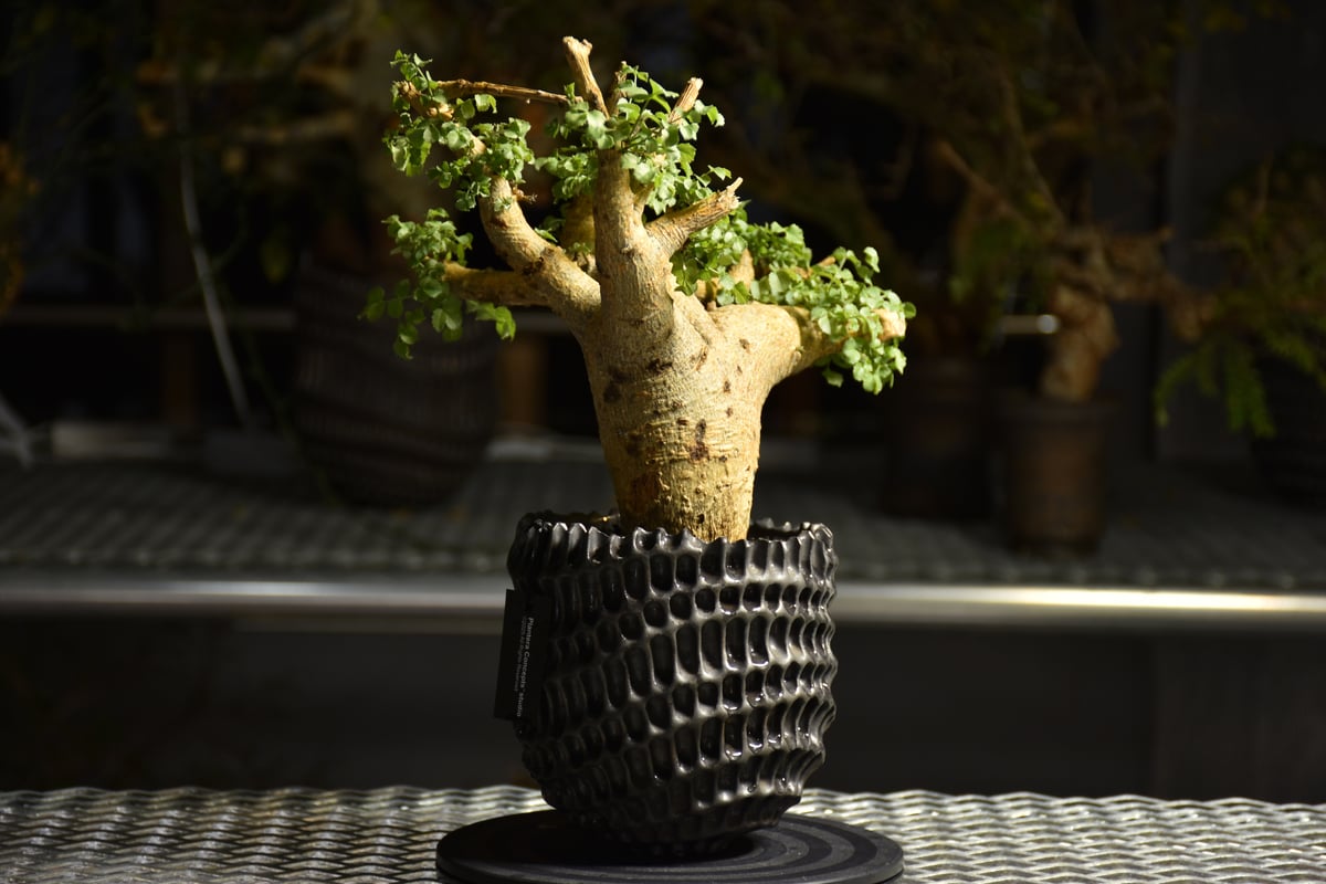 Commiphora saxicola コミフォラ サクシコラ 発根済現地株 C10