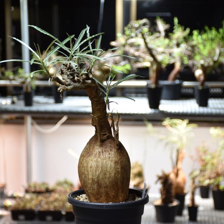 Adenium Somalense アデニウム ソマレンセ 発根済現地株 #4