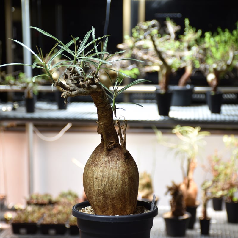 Adenium Somalense アデニウム ソマレンセ 発根済現地株 #4 | BONDEX